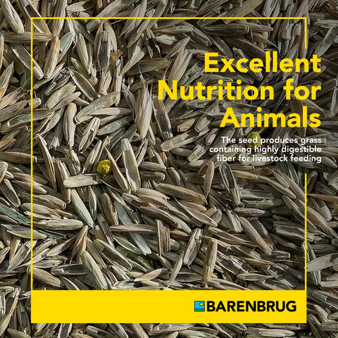 Barenbrug Pasture Seed mixed-seed-blend supports fast establishment.