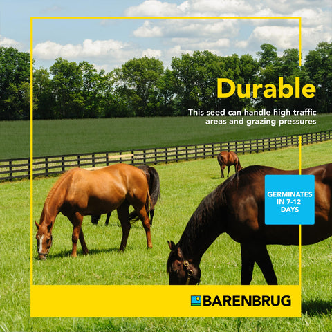 Barenbrug Pasture Seed nutritious-livestock highlights digestible fiber-rich forage.