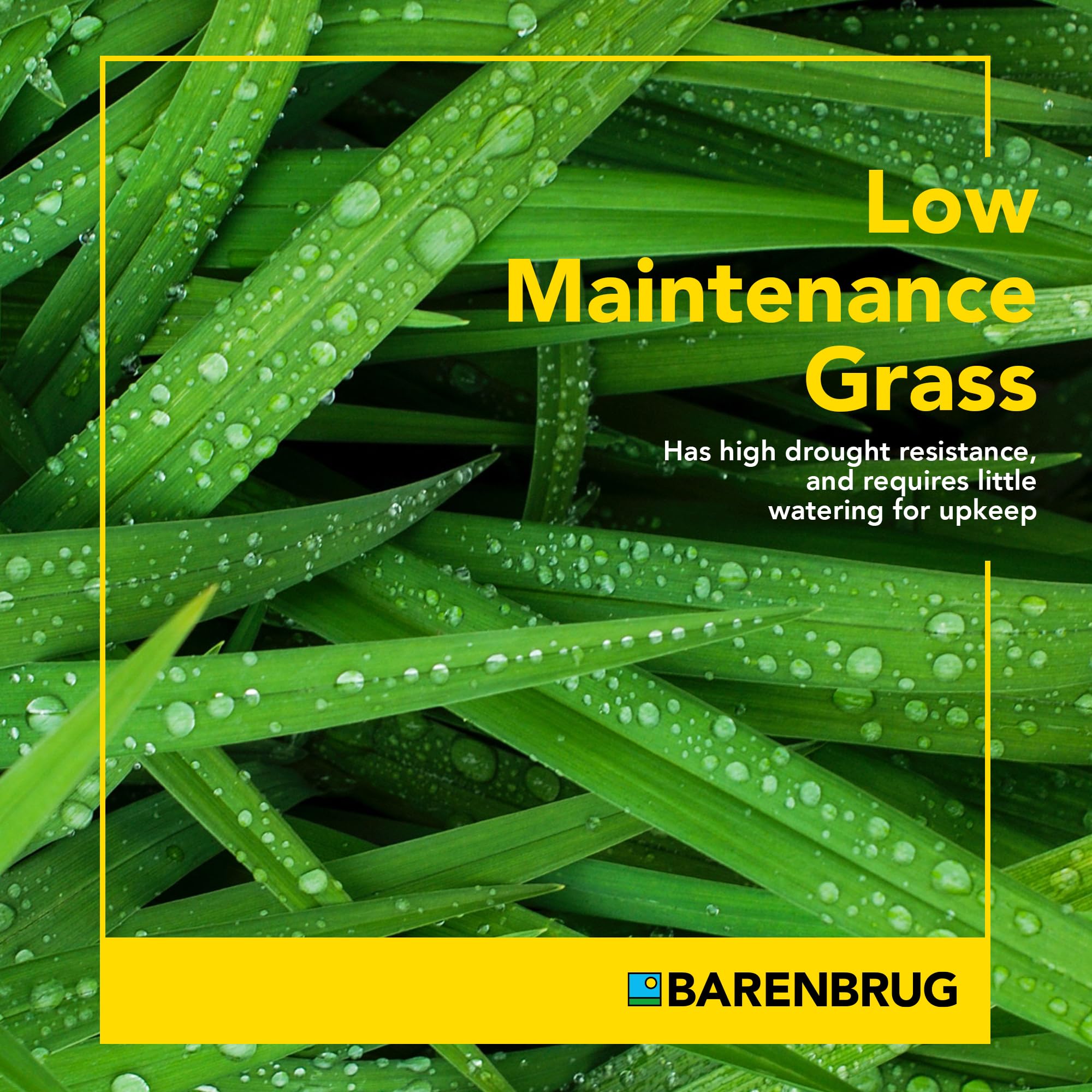 Barenbrug Wonderlawn performs in cool climates with traffic tolerance