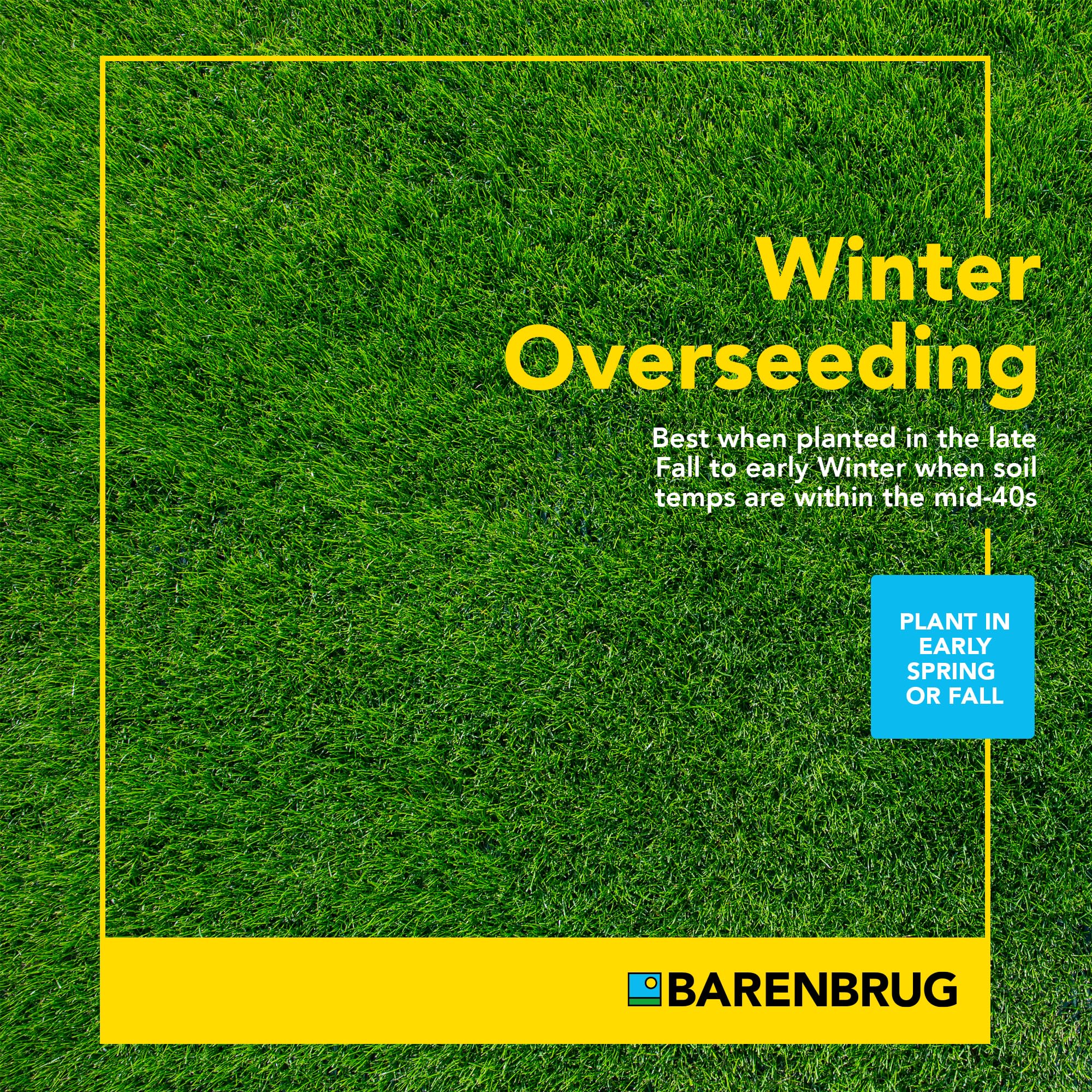 Barenbrug Wonderlawn durable texture close-up indicating wear resistance