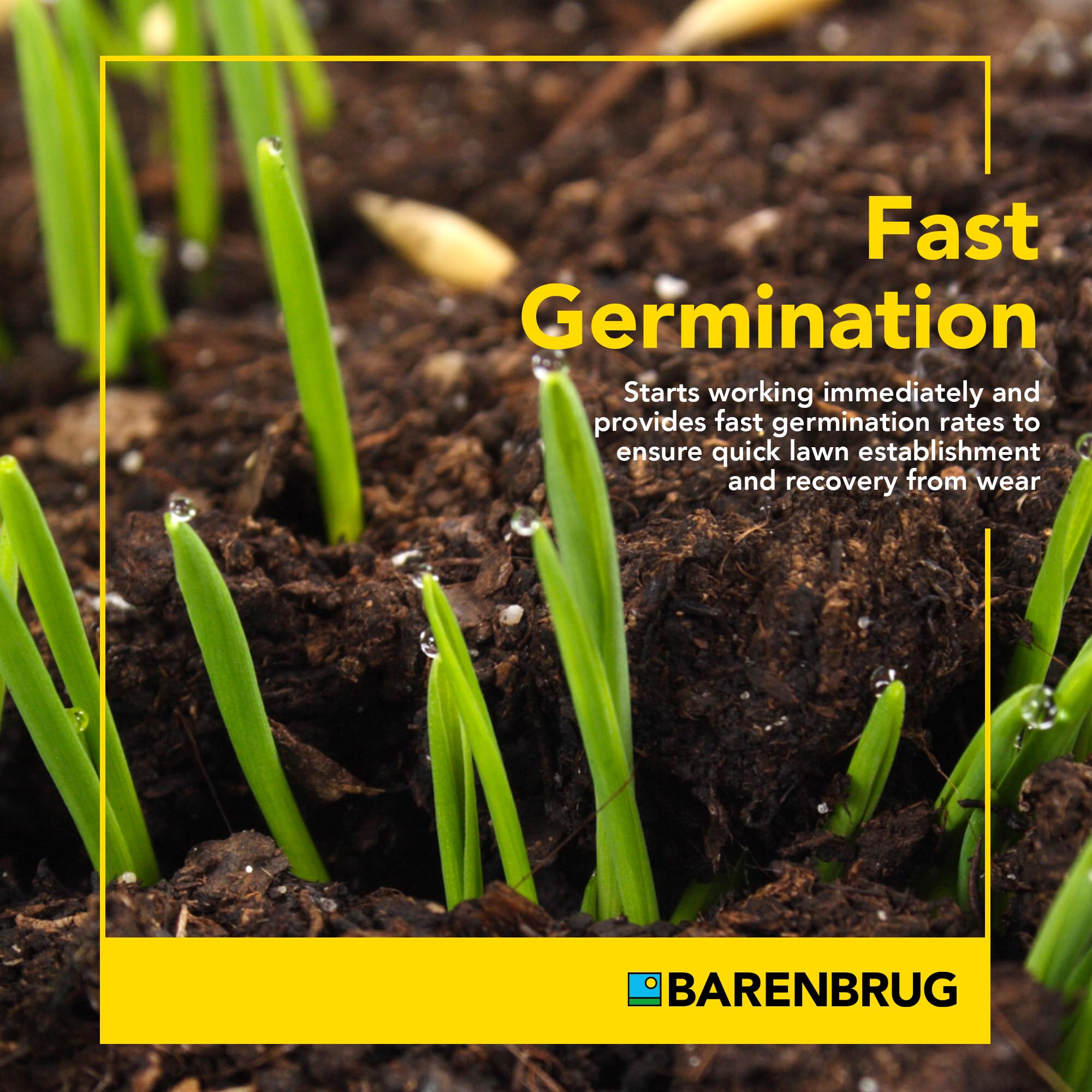 Barenbrug Wonderlawn quick germination close-up for rapid establishment