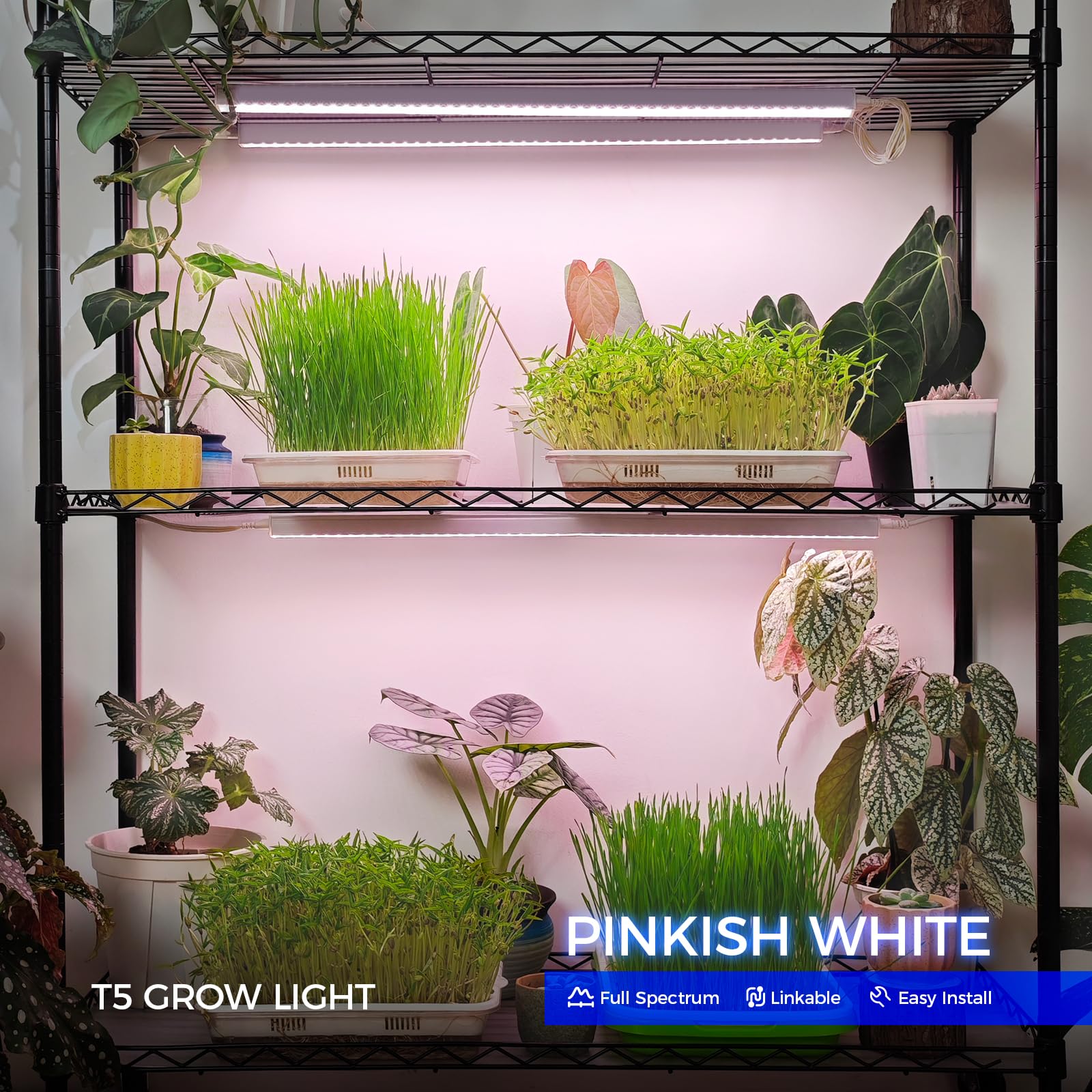 Barrina T5 2ft grow light powered on with bright pinkish white spectrum.