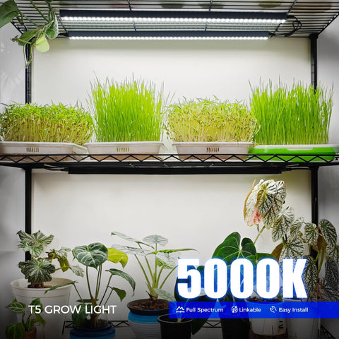 Barrina T5 grow light delivering high PPFD for robust growth