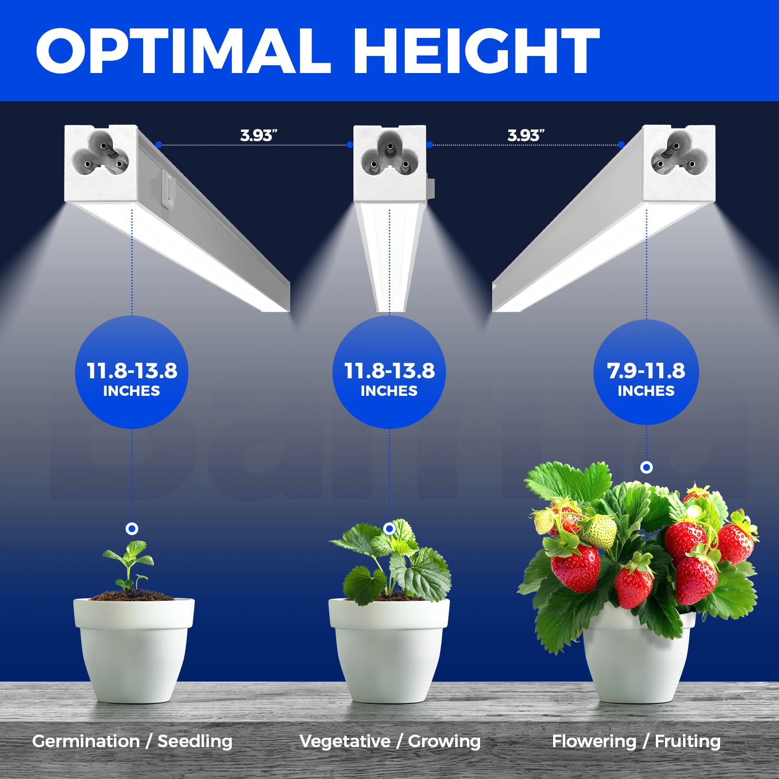 Barrina T5 grow light in vegetative stage providing efficient energy use and robust leaf growth