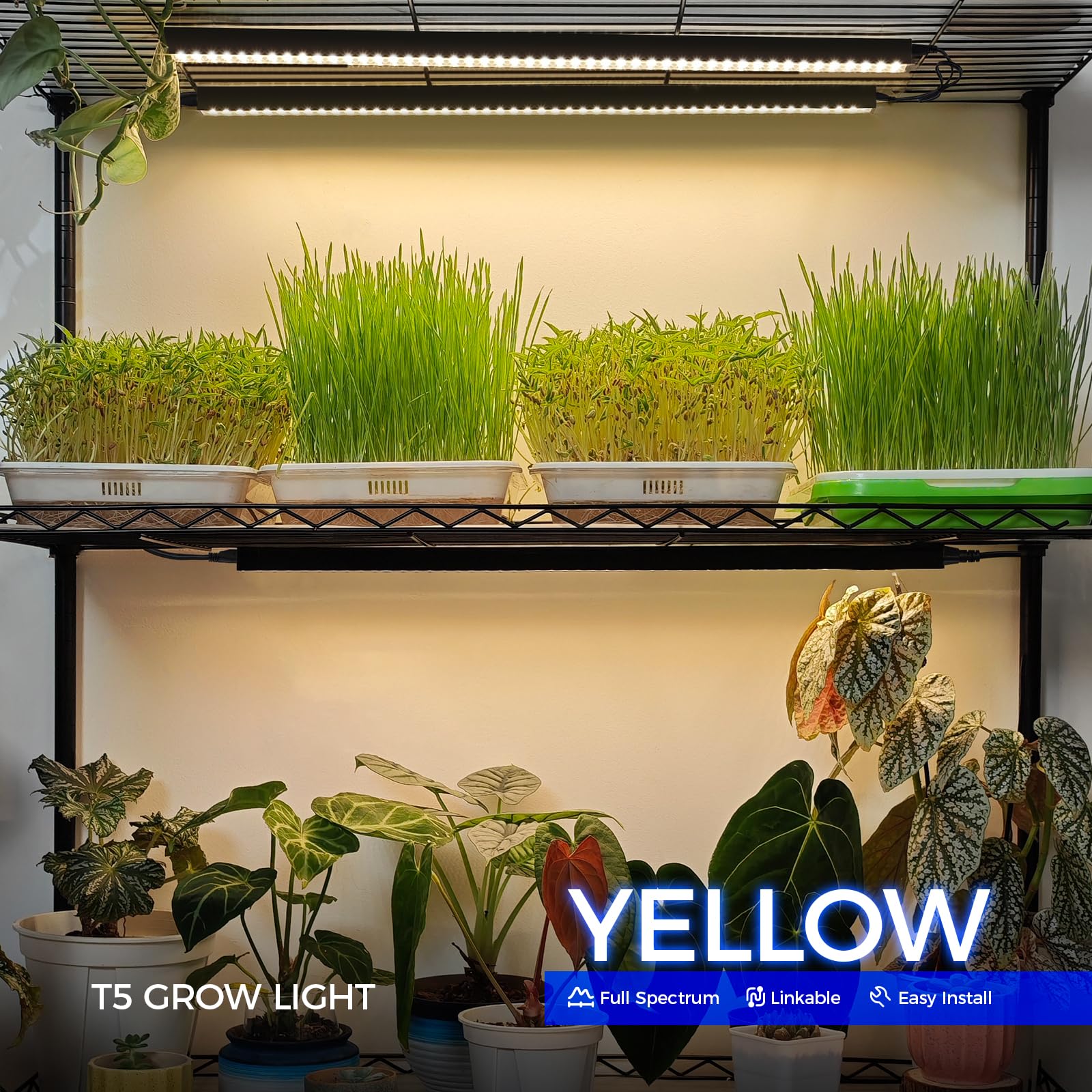 Barrina T5 grow lights with high PPFD support rapid seedling development