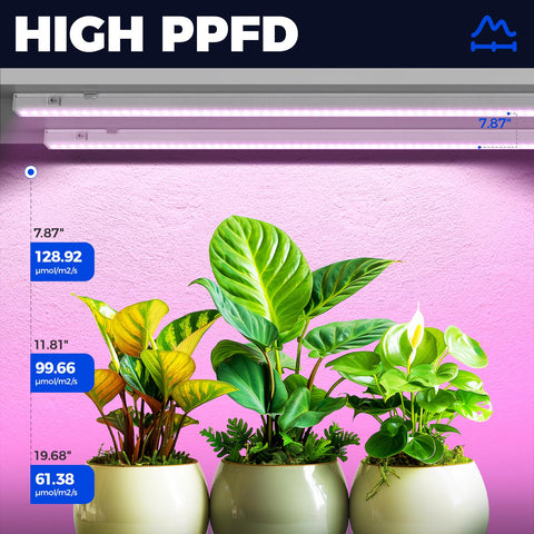 Barrina T5 light with 960 LEDs ensures strong PPFD for vegetative growth.