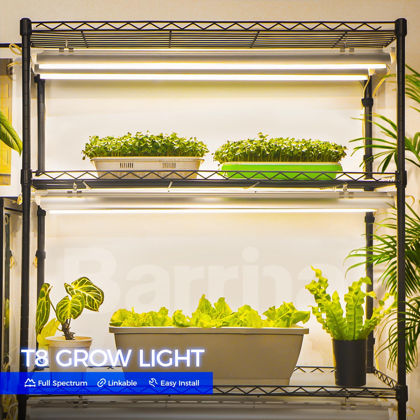 Barrina LED grow light showing 1000W-equivalent coverage on plant shelves.