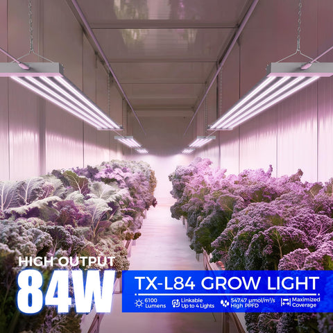 Barrina TX-L84 full-spectrum LEDs supporting seedling growth and vigorous leaves