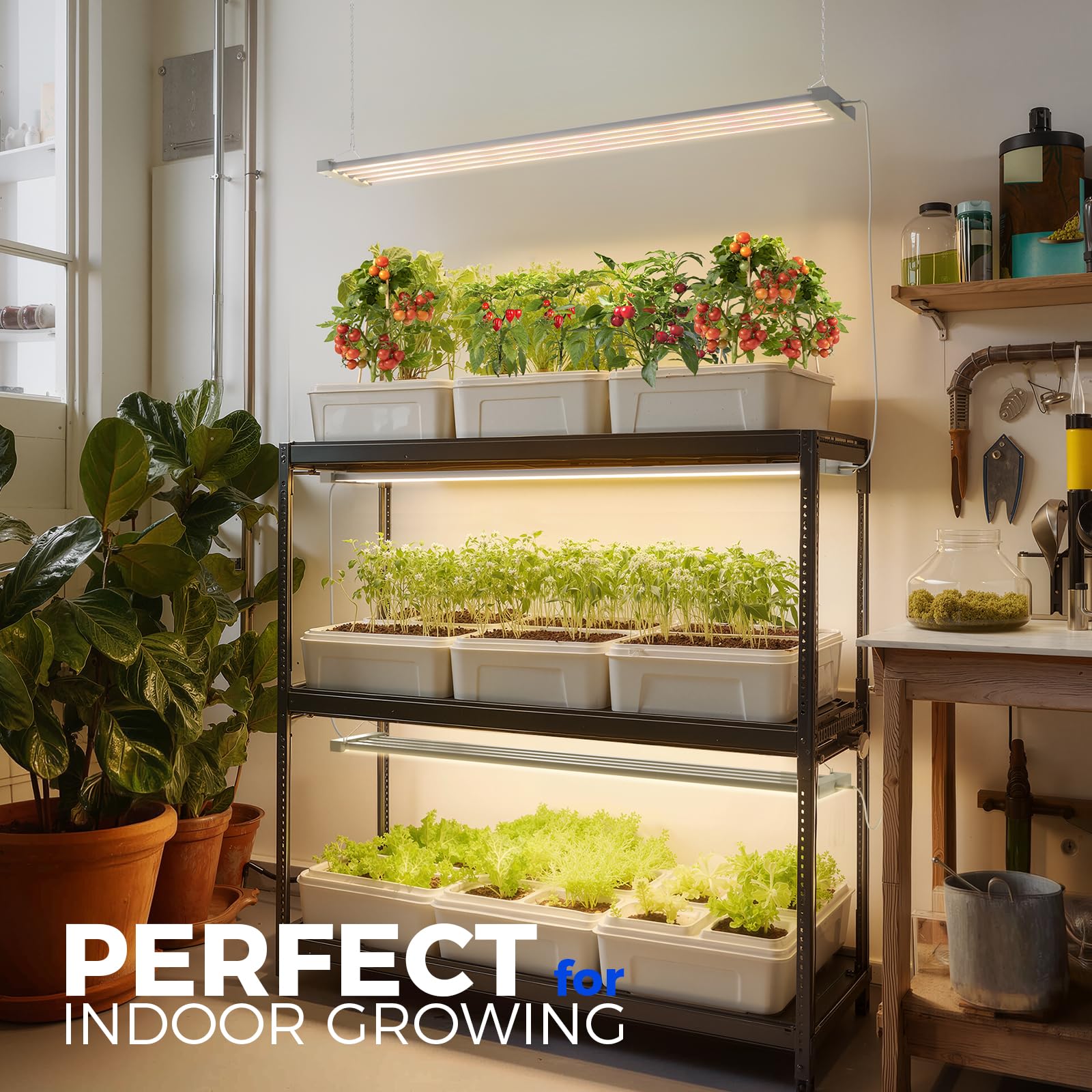 Barrina TX-L84 greenhouse use delivers consistent daylight-like intensity for herbs
