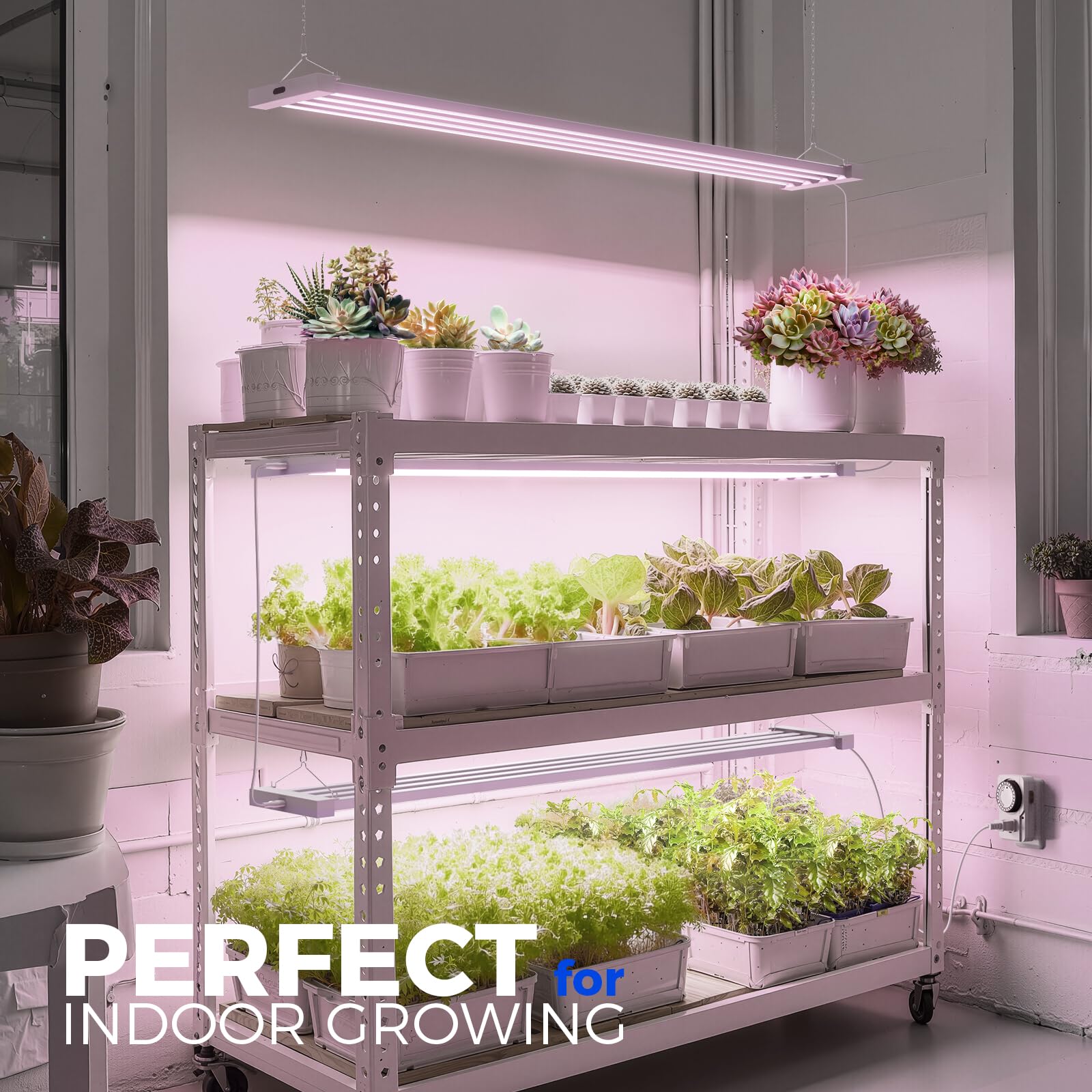 Barrina TX-L84 seedling setup demonstrates ideal early growth lighting
