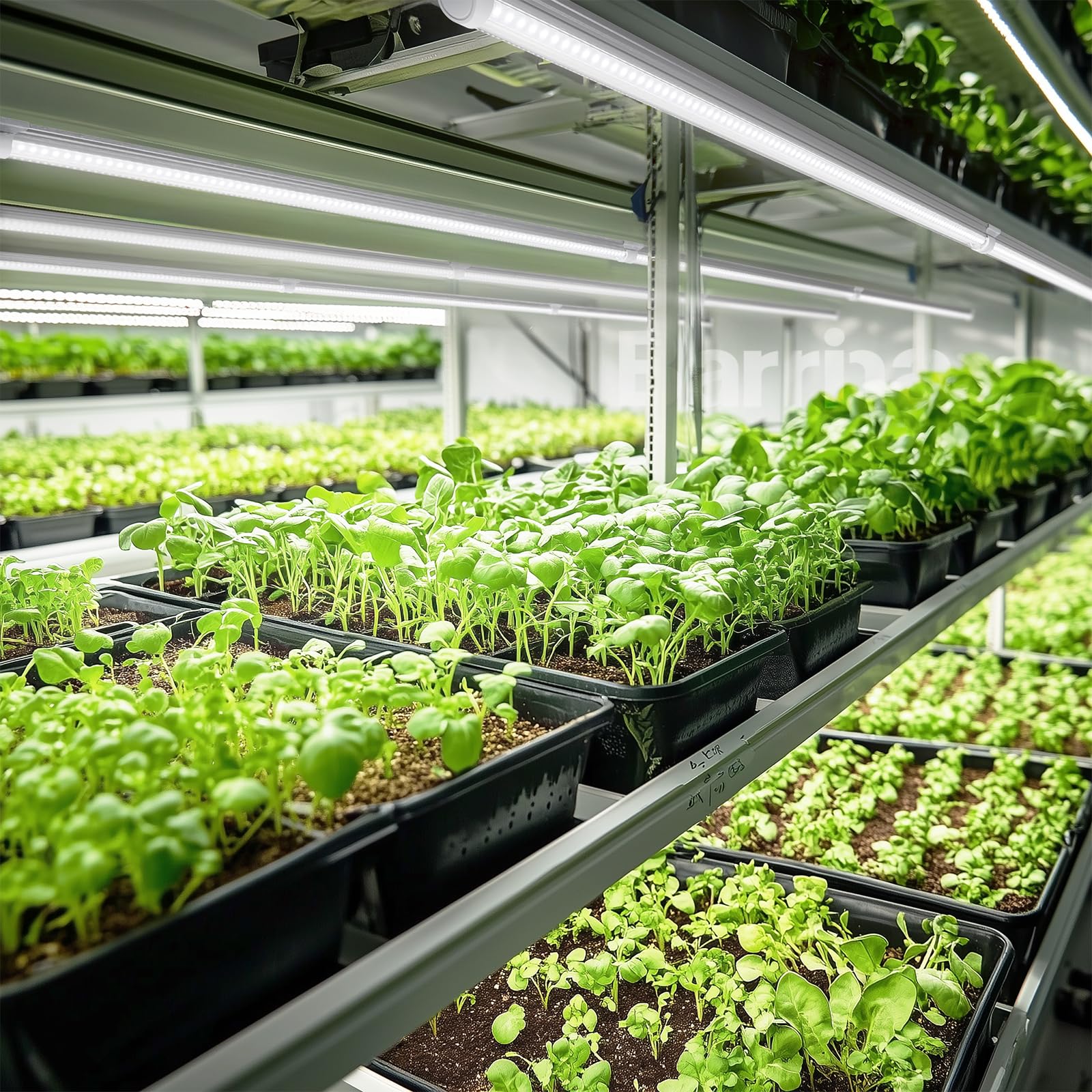 Barrina V-shaped reflector boosts light intensity for even plant coverage