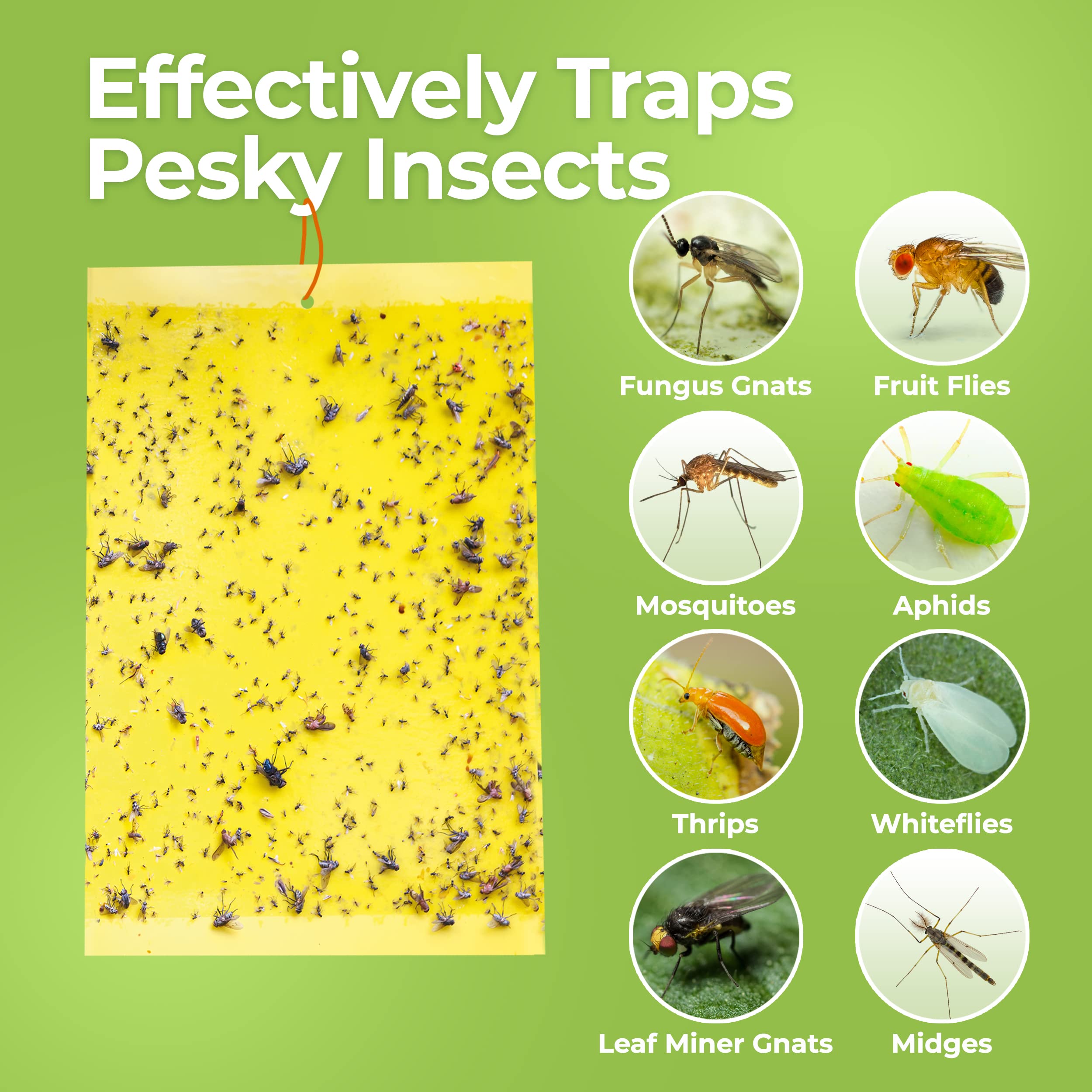 BASIC CONCEPTS fruit fly trap placed near houseplants for chemical-free control.
