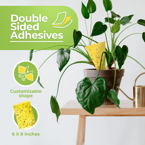 BASIC CONCEPTS trap easily positioned on a plant stand in a bright room.