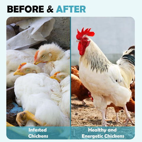 Baszy dewormer being crushed into feed for straightforward daily use.