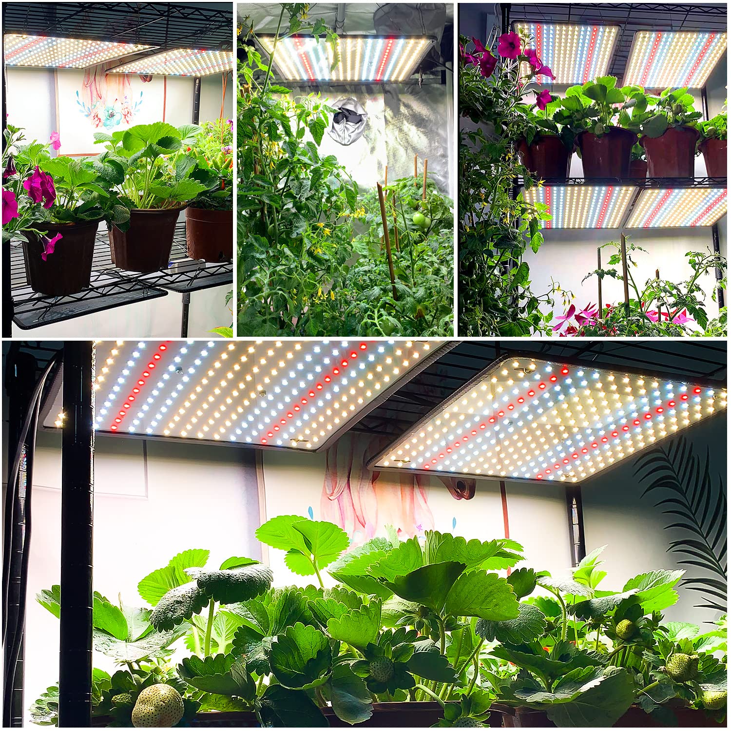BAVIHOR Grow Light Sunlike Spectrum highlighting flowering without glare