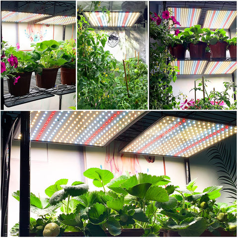 BAVIHOR Grow Light Sunlike Spectrum highlighting flowering without glare