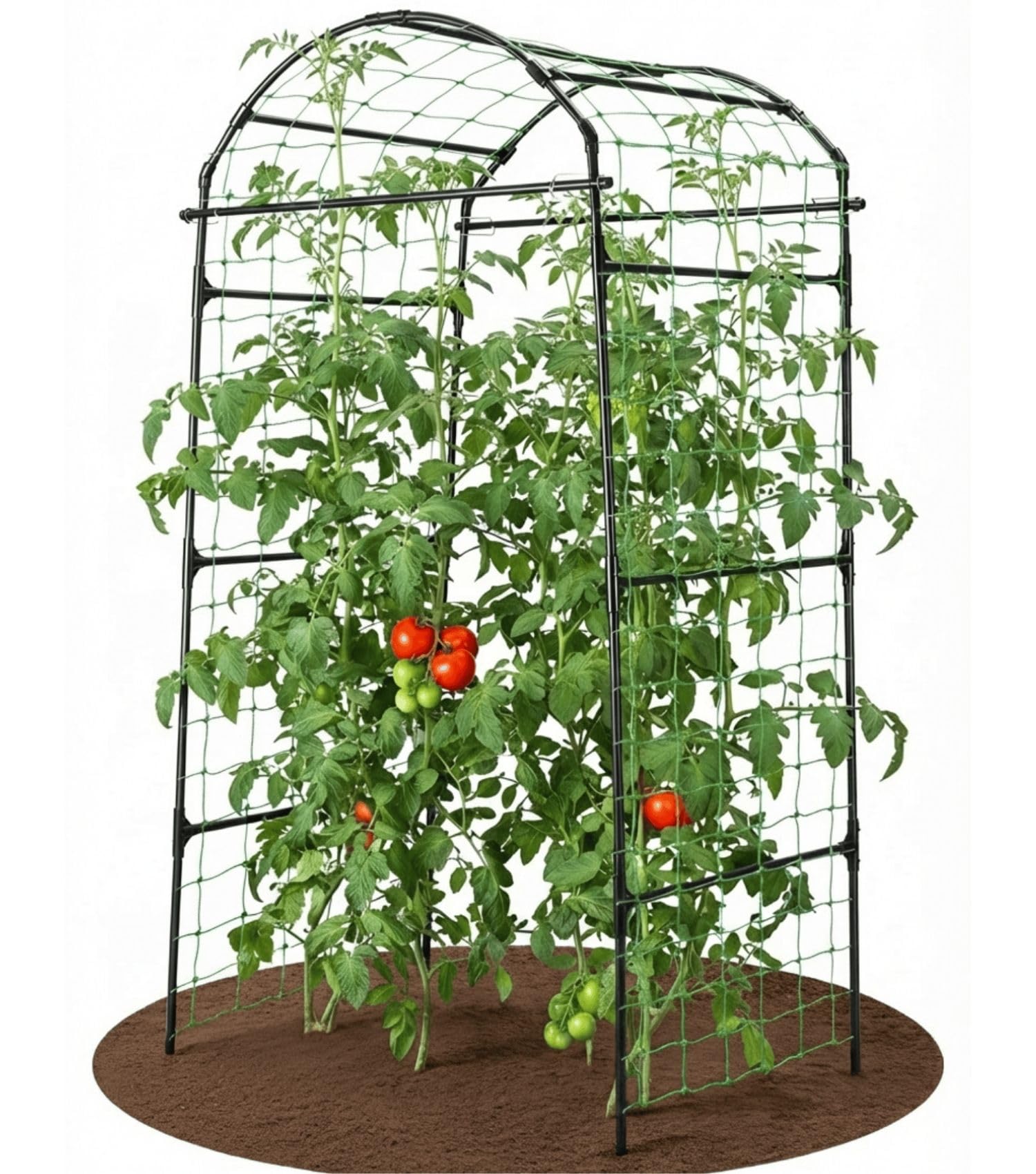 BAXAM 79 inch garden trellis arch front view showing space saving vertical growth for climbers