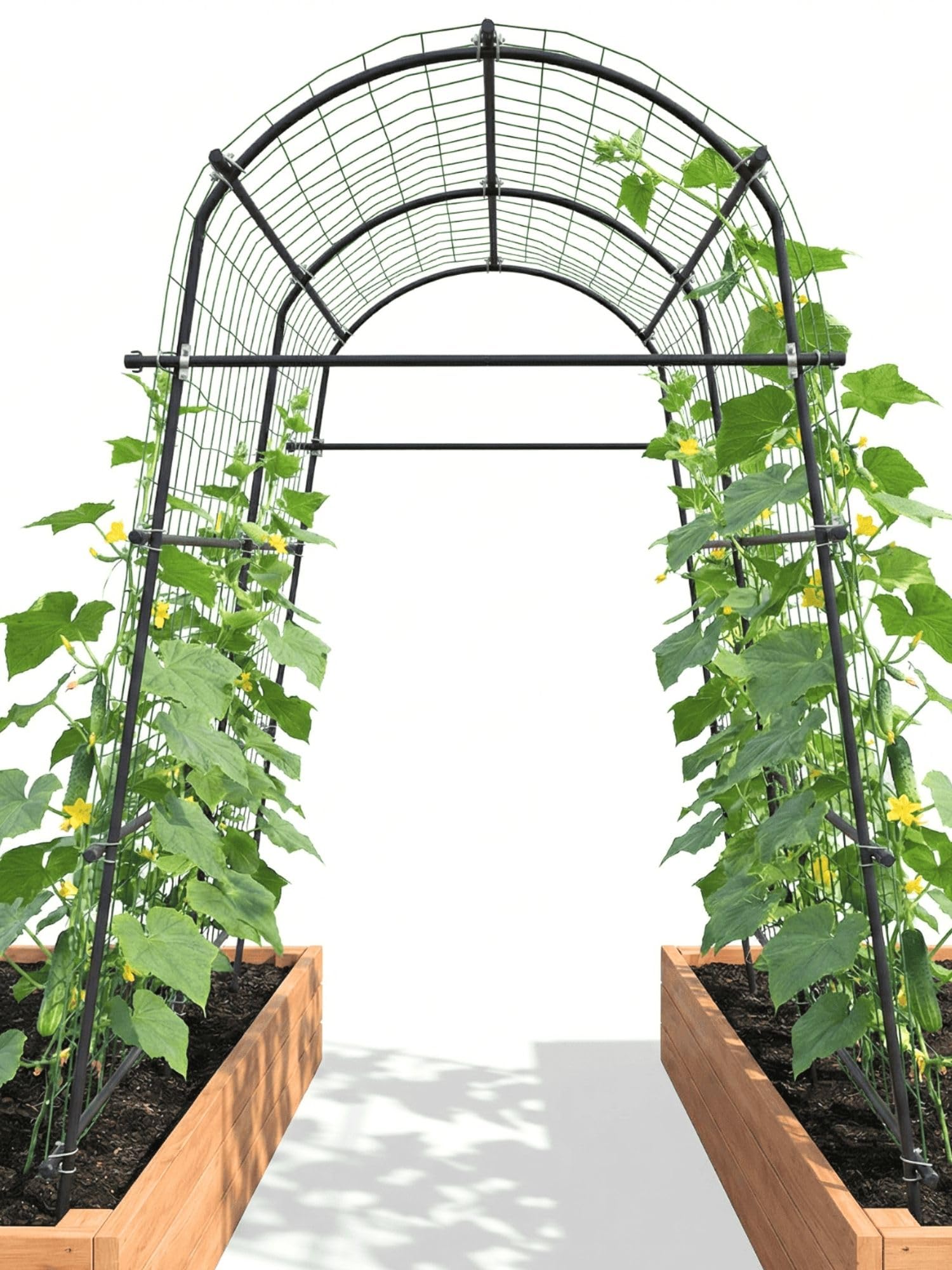BAXAM 7ft garden arch trellis assembly demonstrates sturdy setup for climbing vegetables.