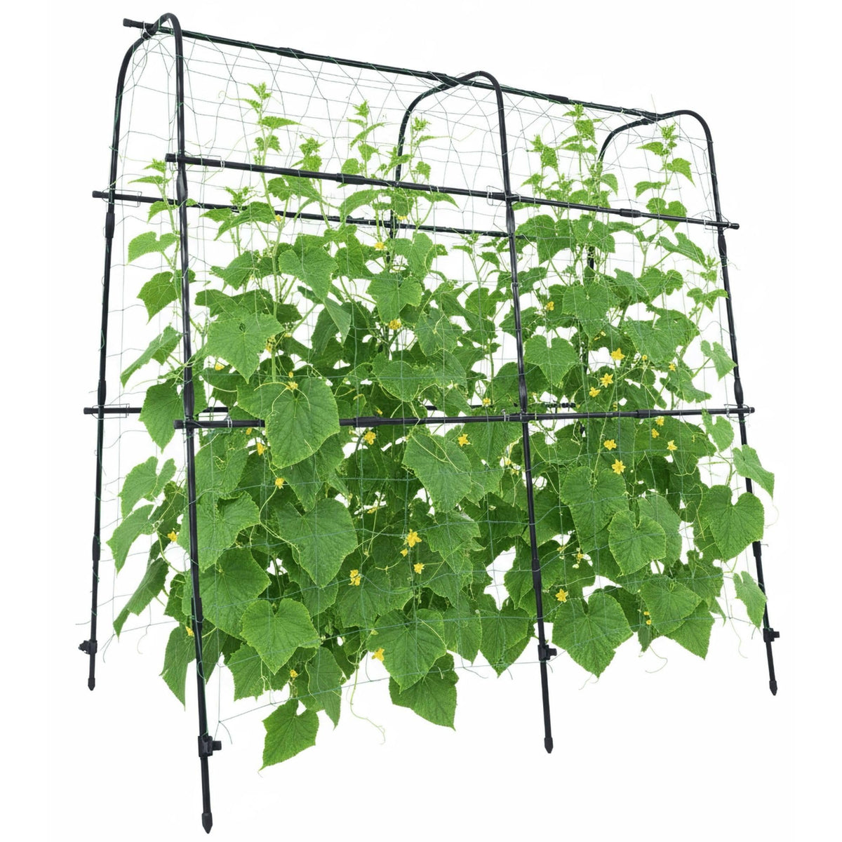 BAXAM cucumber trellis arch 5.3ft supports climbing cucumbers for organized garden growth