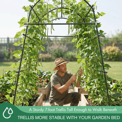 BAXAM raised-bed training with the arch trellis keeps vines elevated for better airflow.