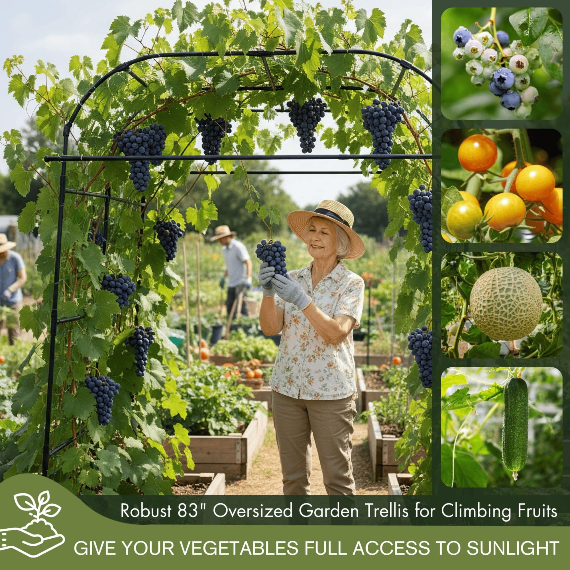 BAXAM vertical-growth garden trellis promoting upward plant growth and airflow