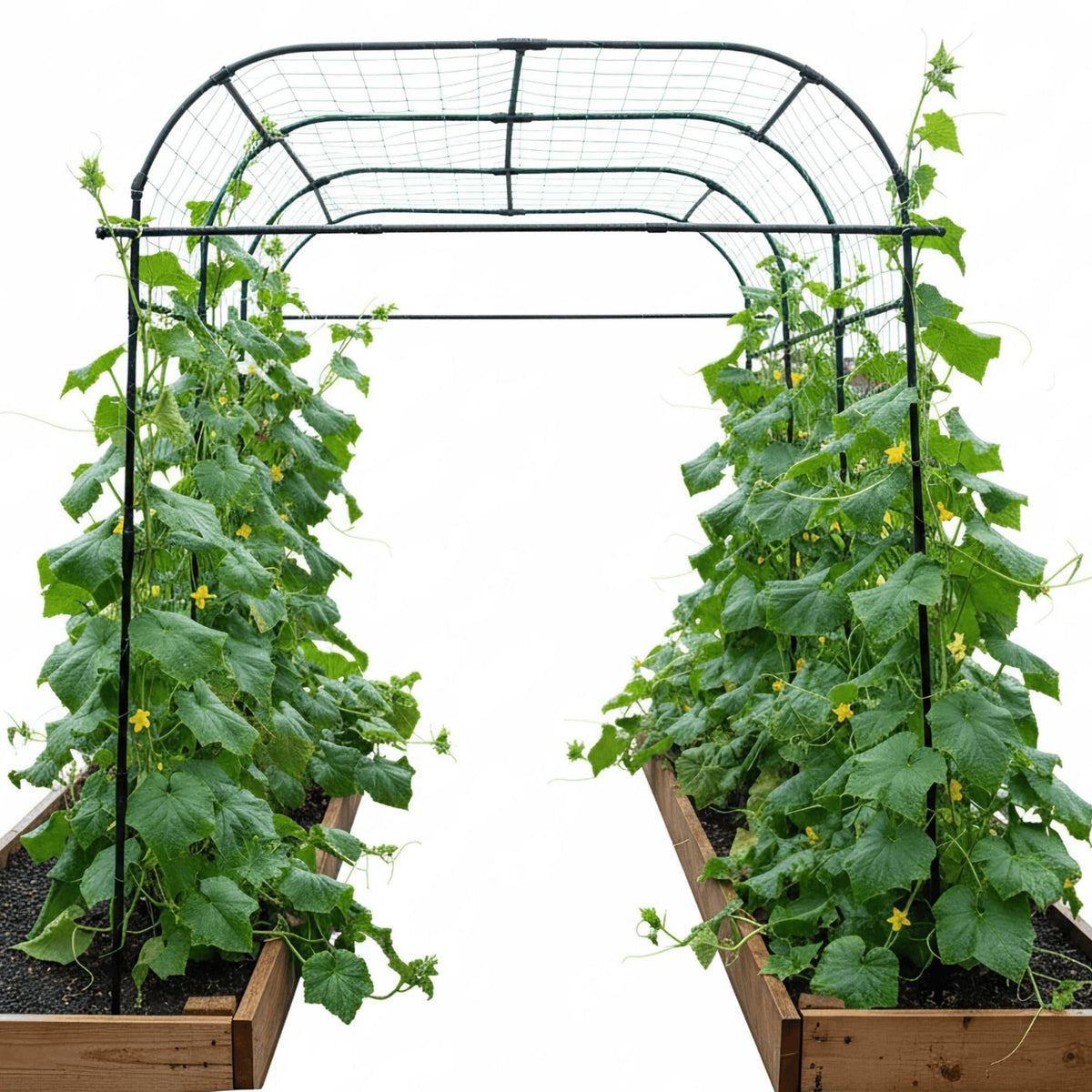 BAXAM wide arch trellis 7ft showing sturdy, rust-resistant frame for climbing plants