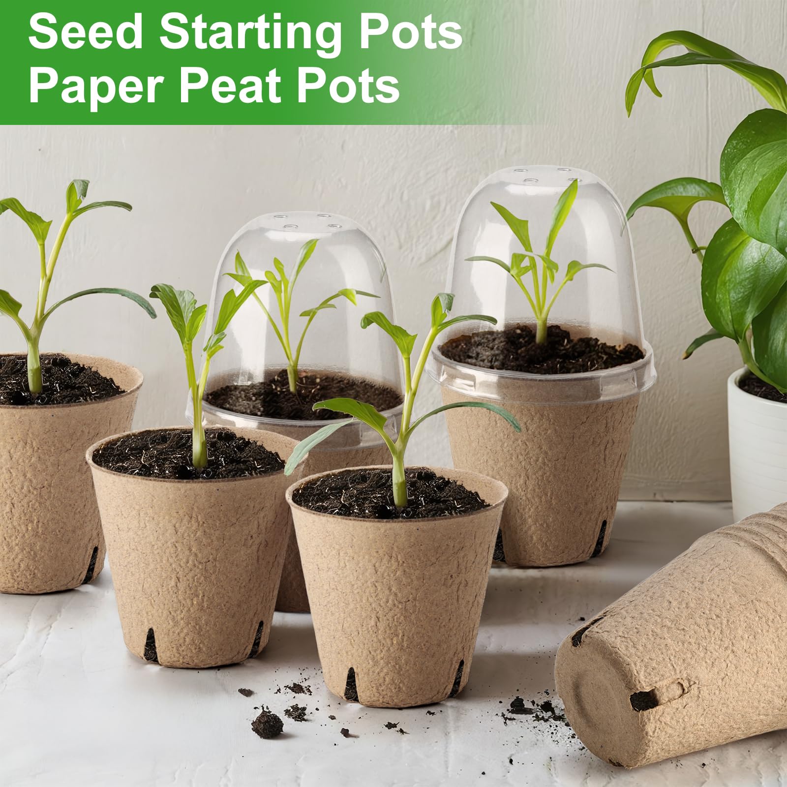 Baxrou pots with drainage holes prevent waterlogged soil.