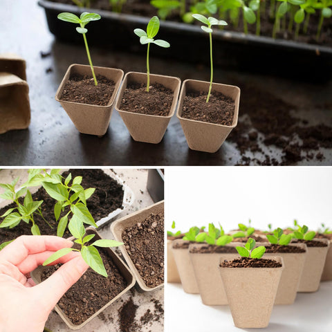Baxrou mini transplant tools in hand for careful moves