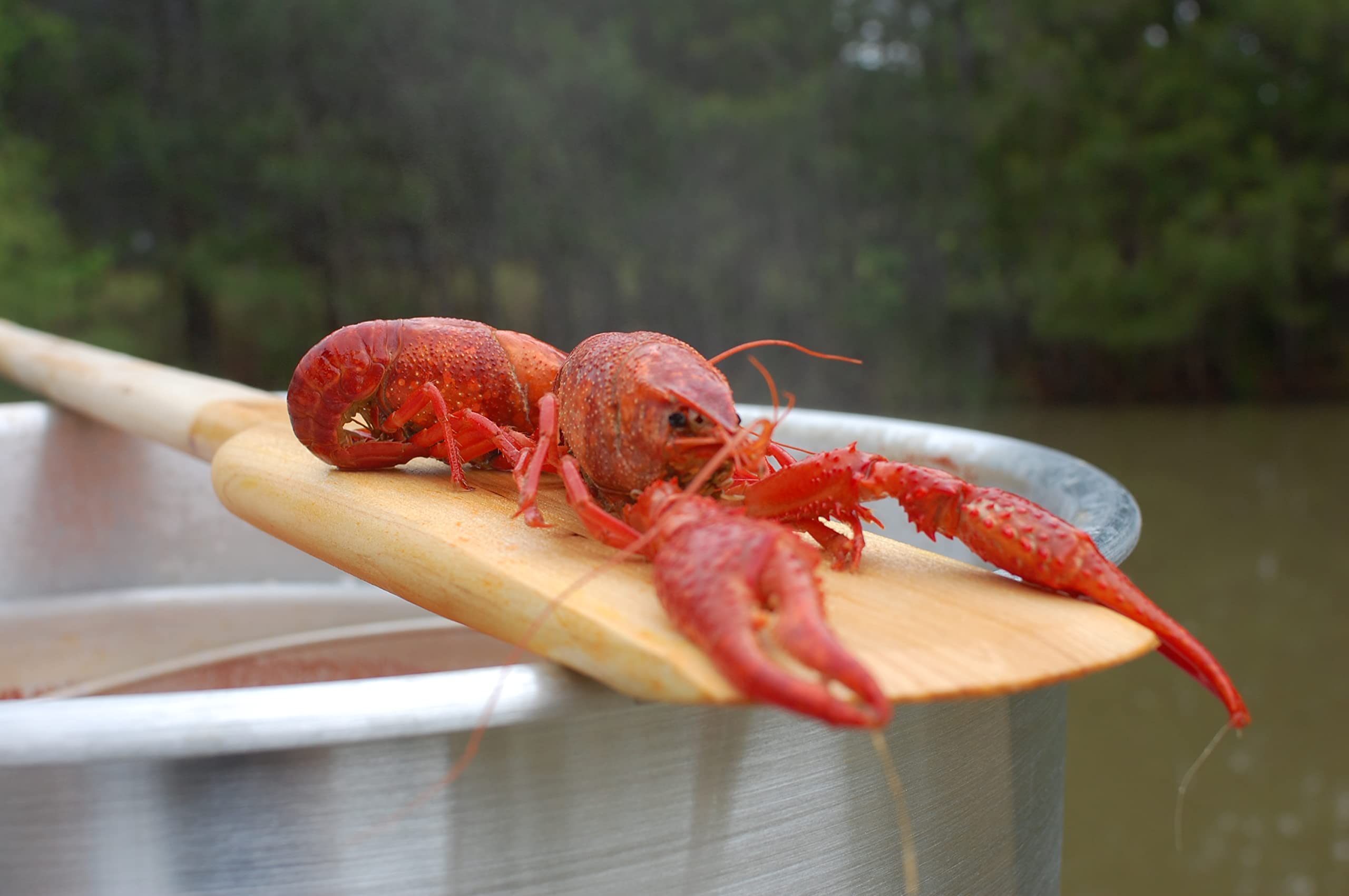 Bayou Classic 1042 stainless paddle ideal for crawfish boils and batches.