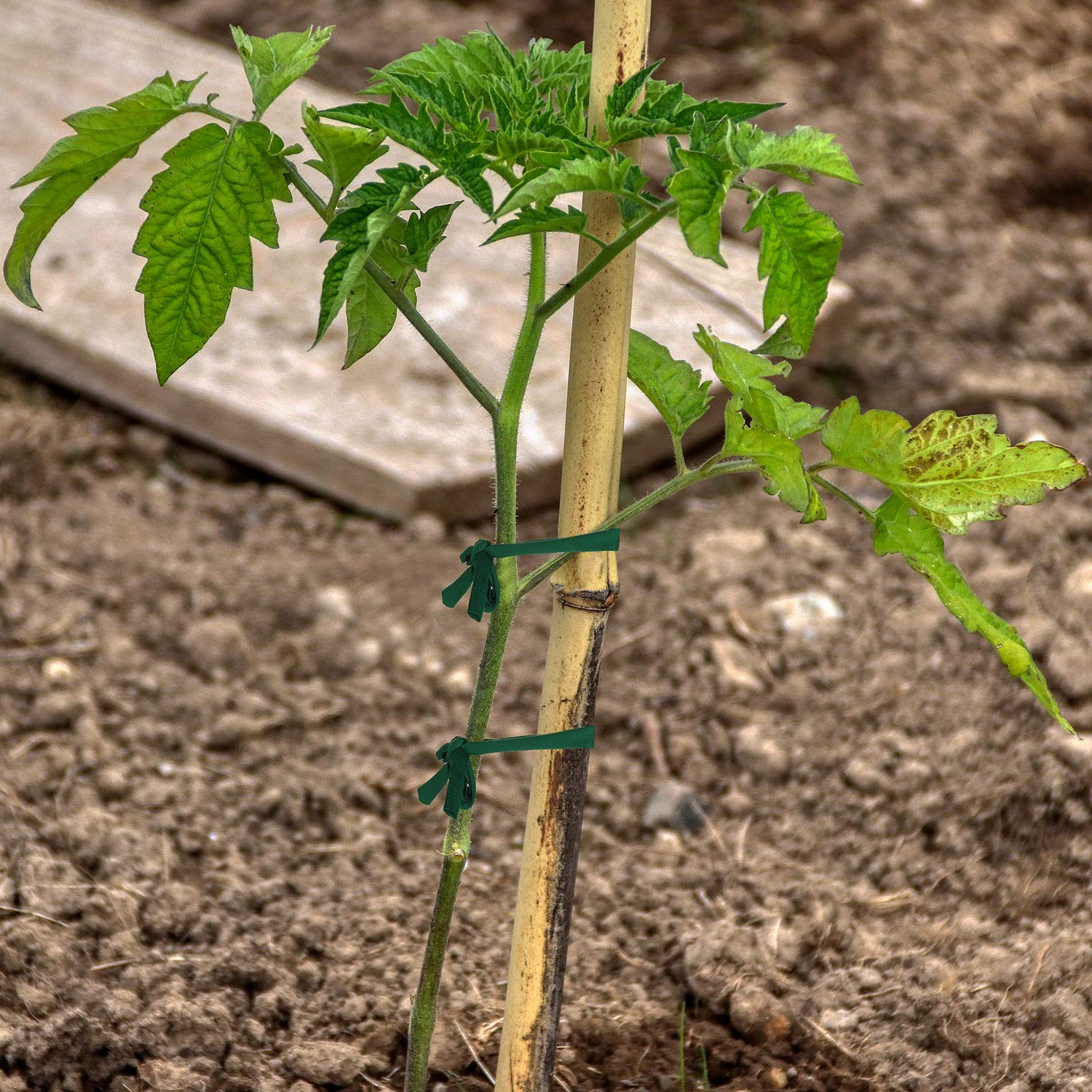 BBTO stretchy plant tie demonstrating soft yet sturdy material for gentle staking