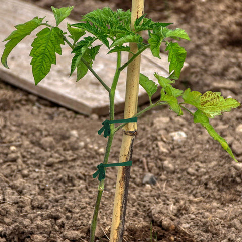 BBTO stretchy plant tie demonstrating soft yet sturdy material for gentle staking
