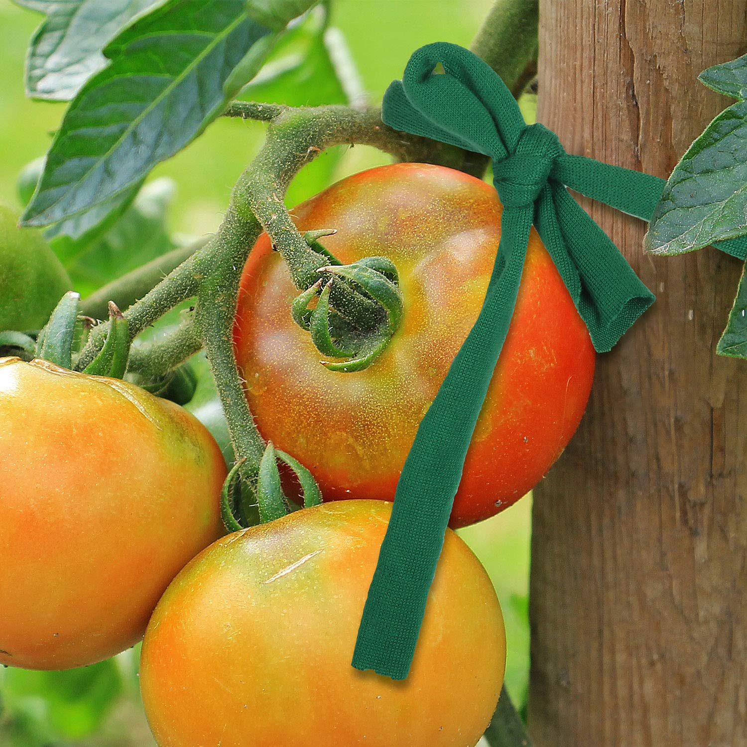 BBTO tomato trellis support using elastic ties for growing vines
