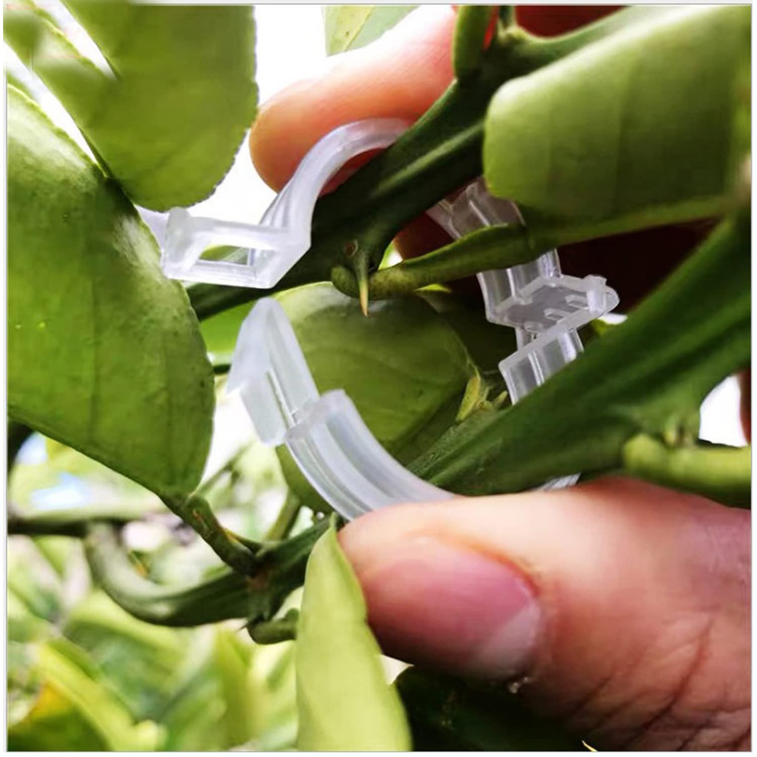 Beaneed climbing plants clip securing vines to stakes for vertical growing.