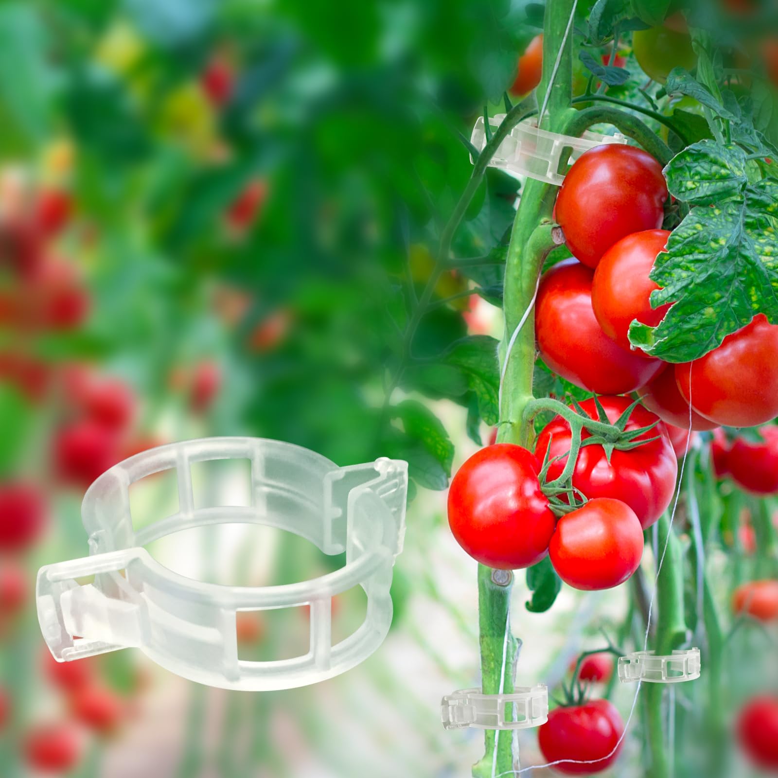 Beaneed tomato clips on a trellis supporting tomato vines and cucumbers.
