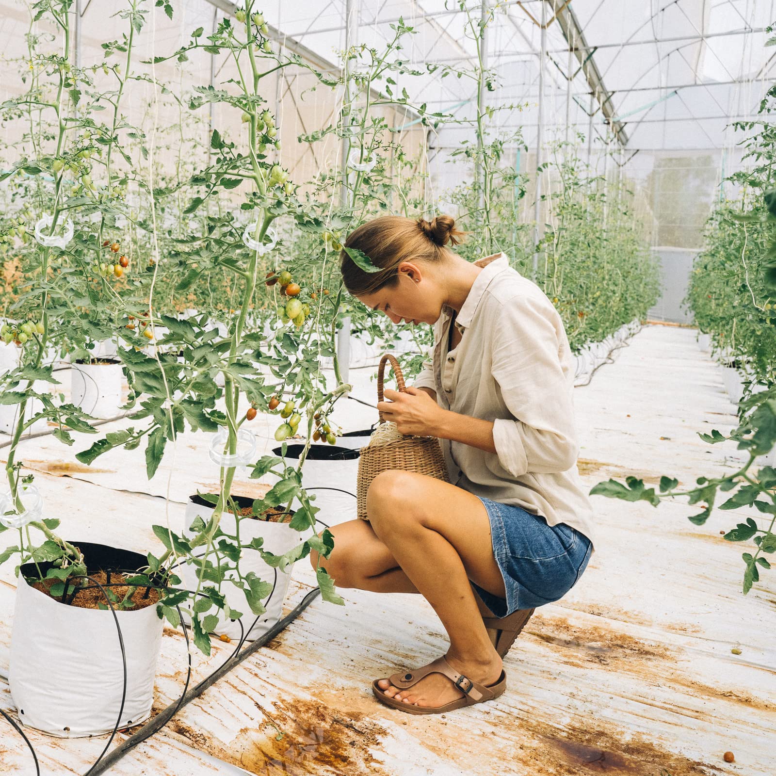 Beaneed trellis clips help protect plants from wind without harming stems.