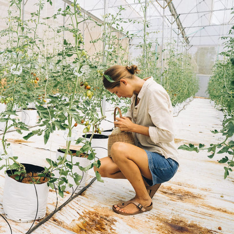 Beaneed trellis clips help protect plants from wind without harming stems.