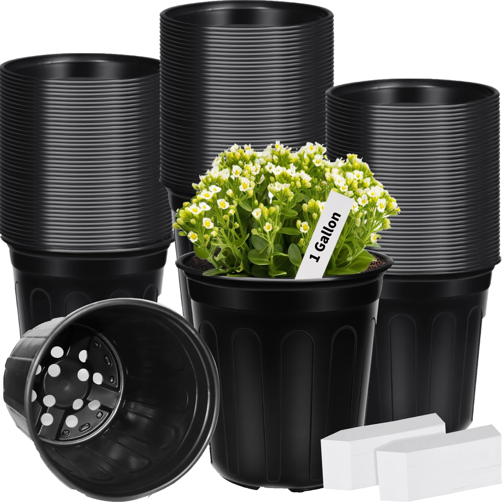 BeapTcely 1 gallon pot with drainage holes supports healthy root moisture and easy transplanting.