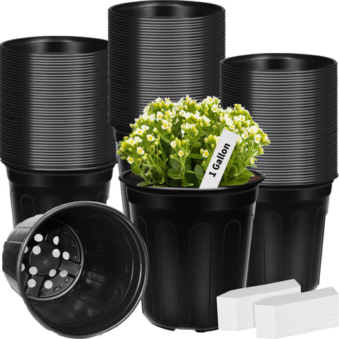 BeapTcely 1 gallon pot with drainage holes supports healthy root moisture and easy transplanting.