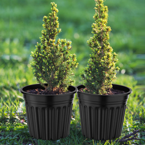 BeapTcely seed starting and transplanting ready pots for early growth