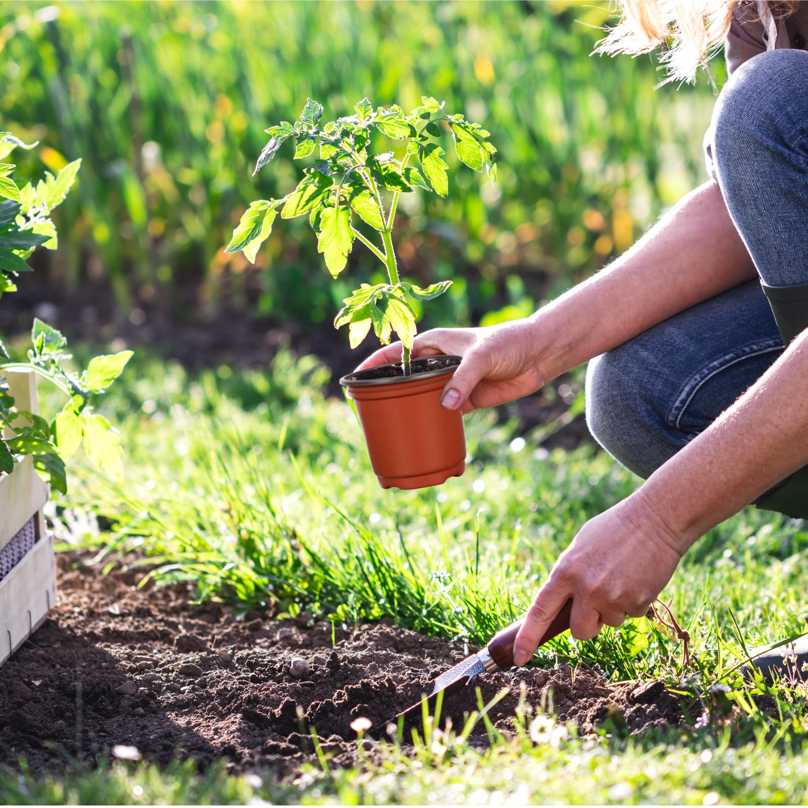 BeapTcely succulent propagation pots ideal for small plants