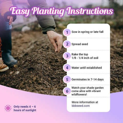 BBB Seed packet shows high-quality seeds designed for 4–6 hours of sun daily.