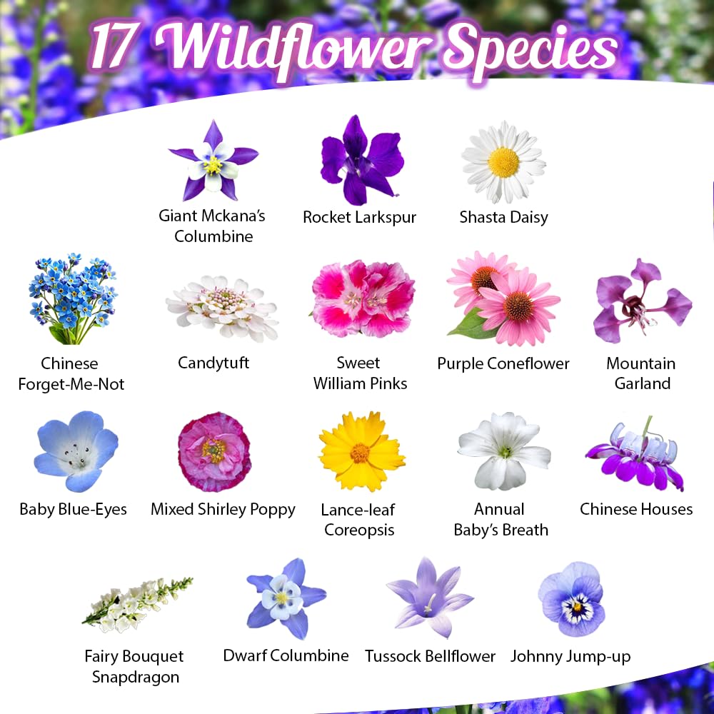 Beauty Beyond Belief BBB open-pollinated mix with no fillers, ideal for pollinator gardens.