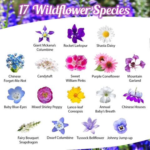 Beauty Beyond Belief BBB open-pollinated mix with no fillers, ideal for pollinator gardens.