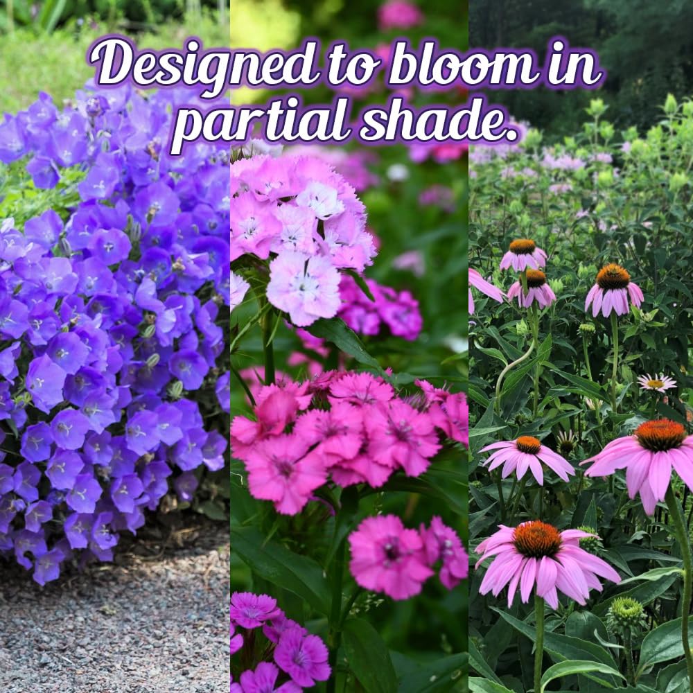Beauty Beyond Belief BBB Seed no fillers for seasonal planting.