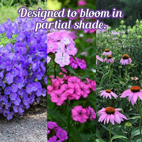 Beauty Beyond Belief BBB Seed no fillers for seasonal planting.