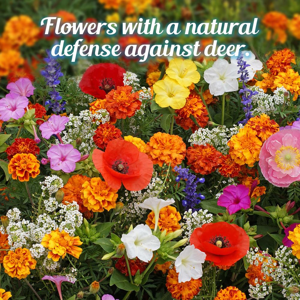 Beauty Beyond Belief 100 sq ft coverage wildflower seeds show lush display.