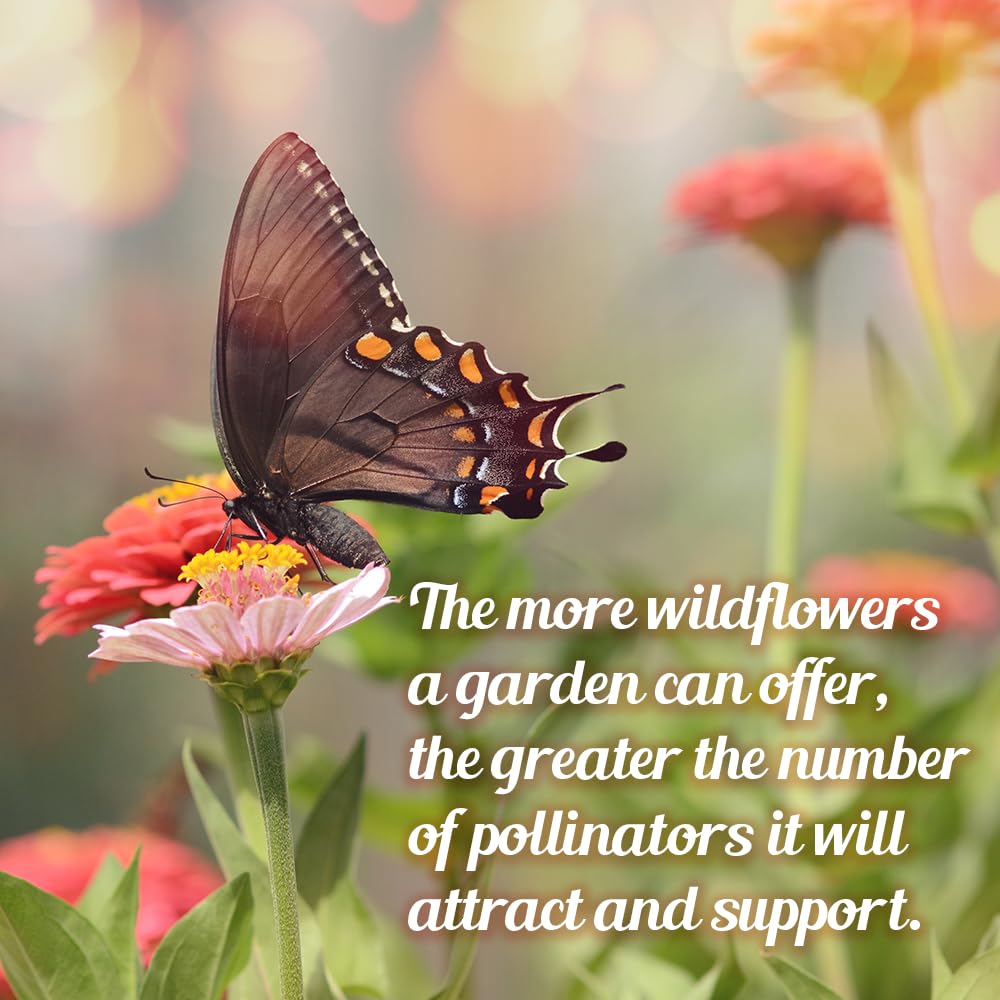Beauty Beyond Belief instruction-card provides clear planting steps for successful sowing.