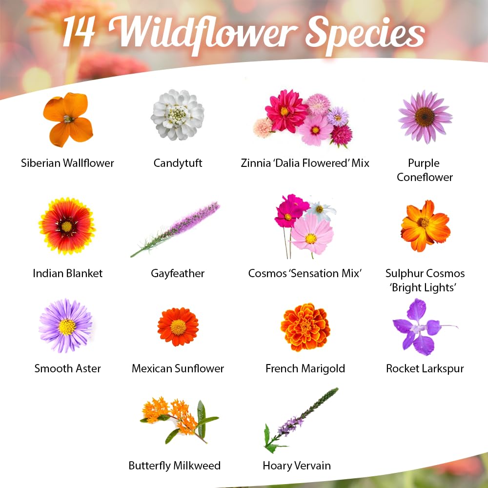 Beauty Beyond Belief seed-closeup shows a diverse mix of perennials, annuals, and milkweed for monarchs.