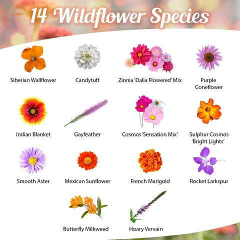 Beauty Beyond Belief seed-closeup shows a diverse mix of perennials, annuals, and milkweed for monarchs.