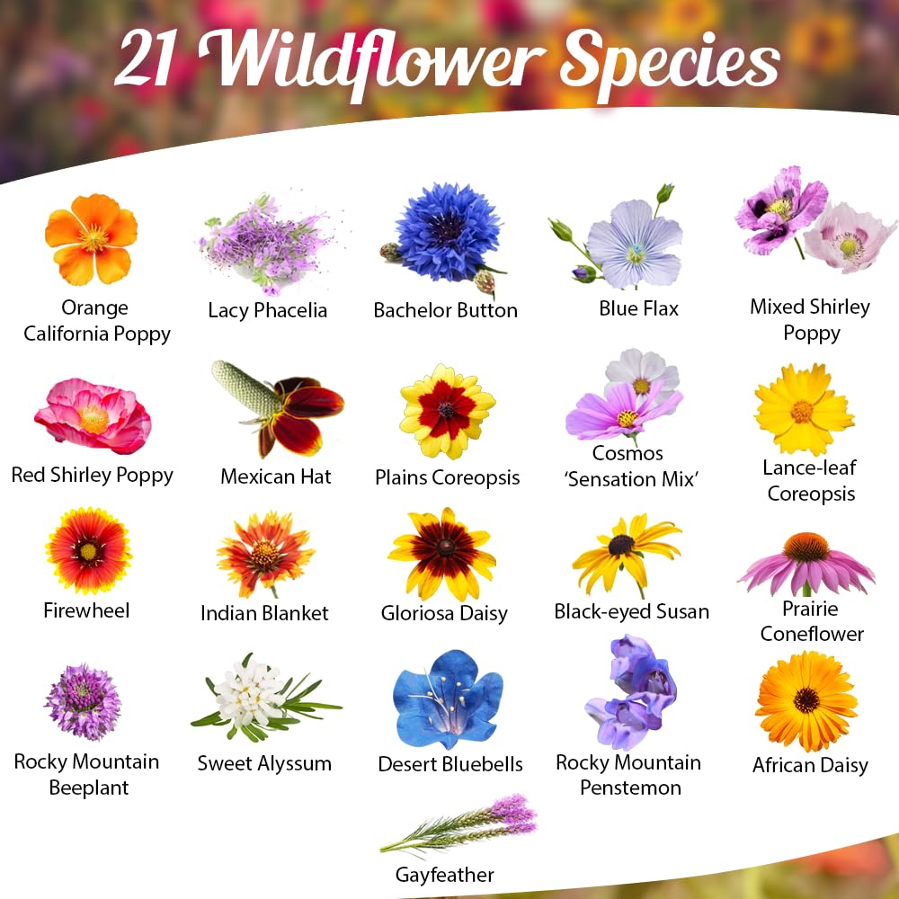 Beauty Beyond Belief open-pollinated bulk seed mix promotes biodiversity in sunny borders.